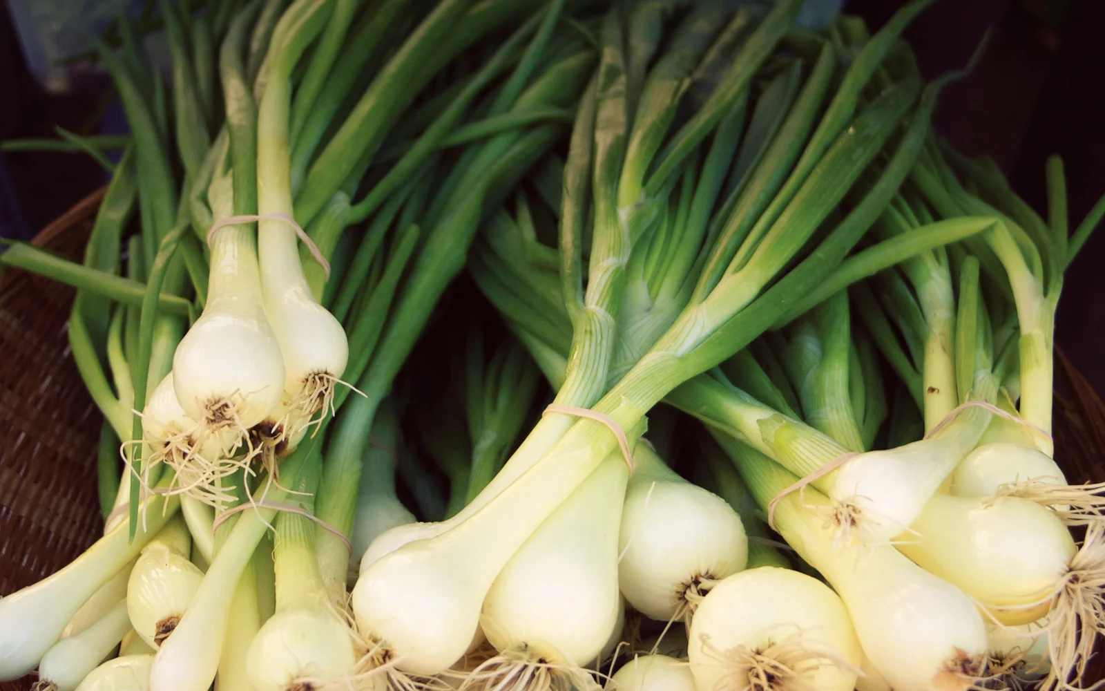 Header.springonions.jpg