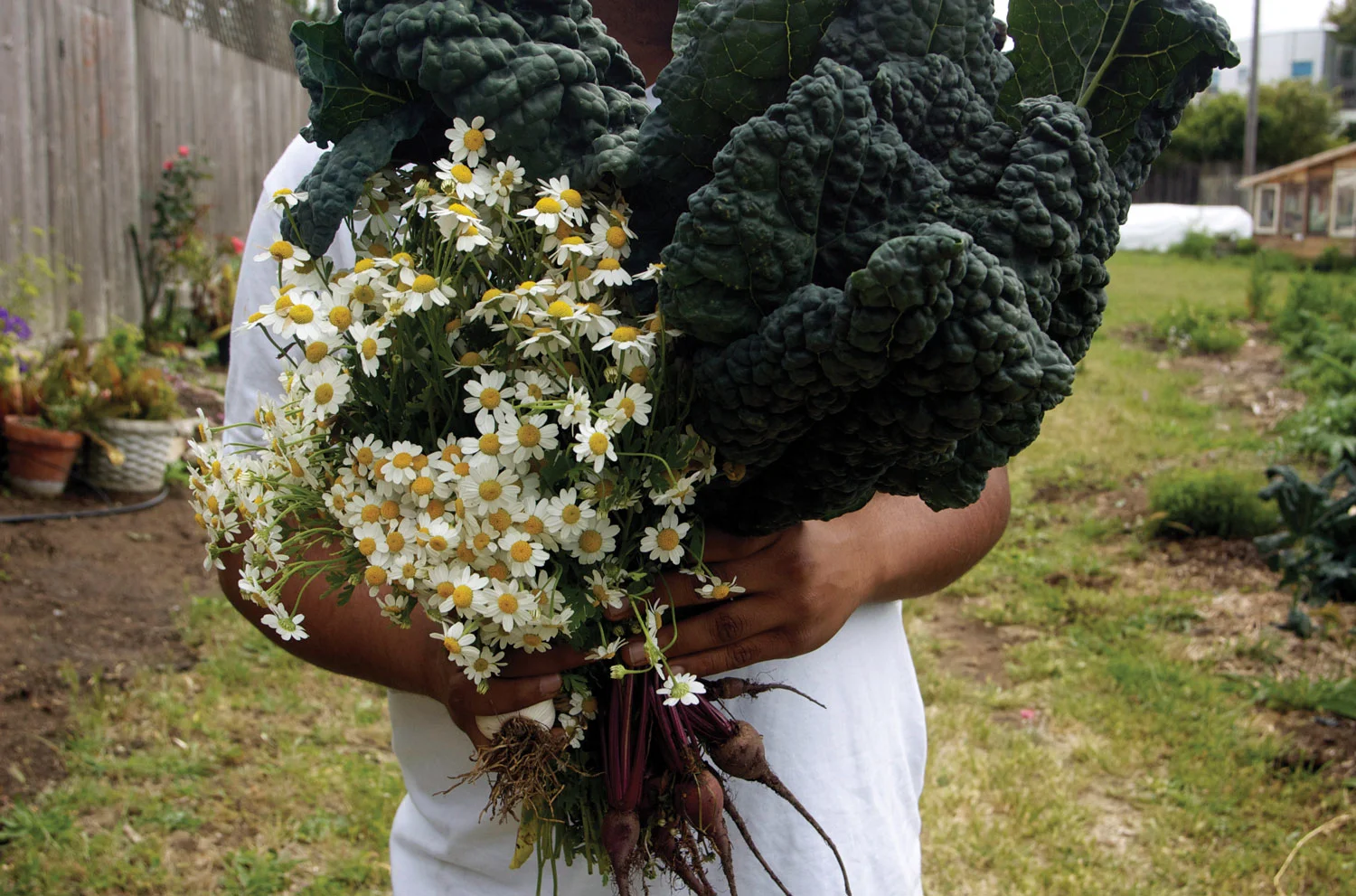 kale-beets-and-feverfew-sized.jpg