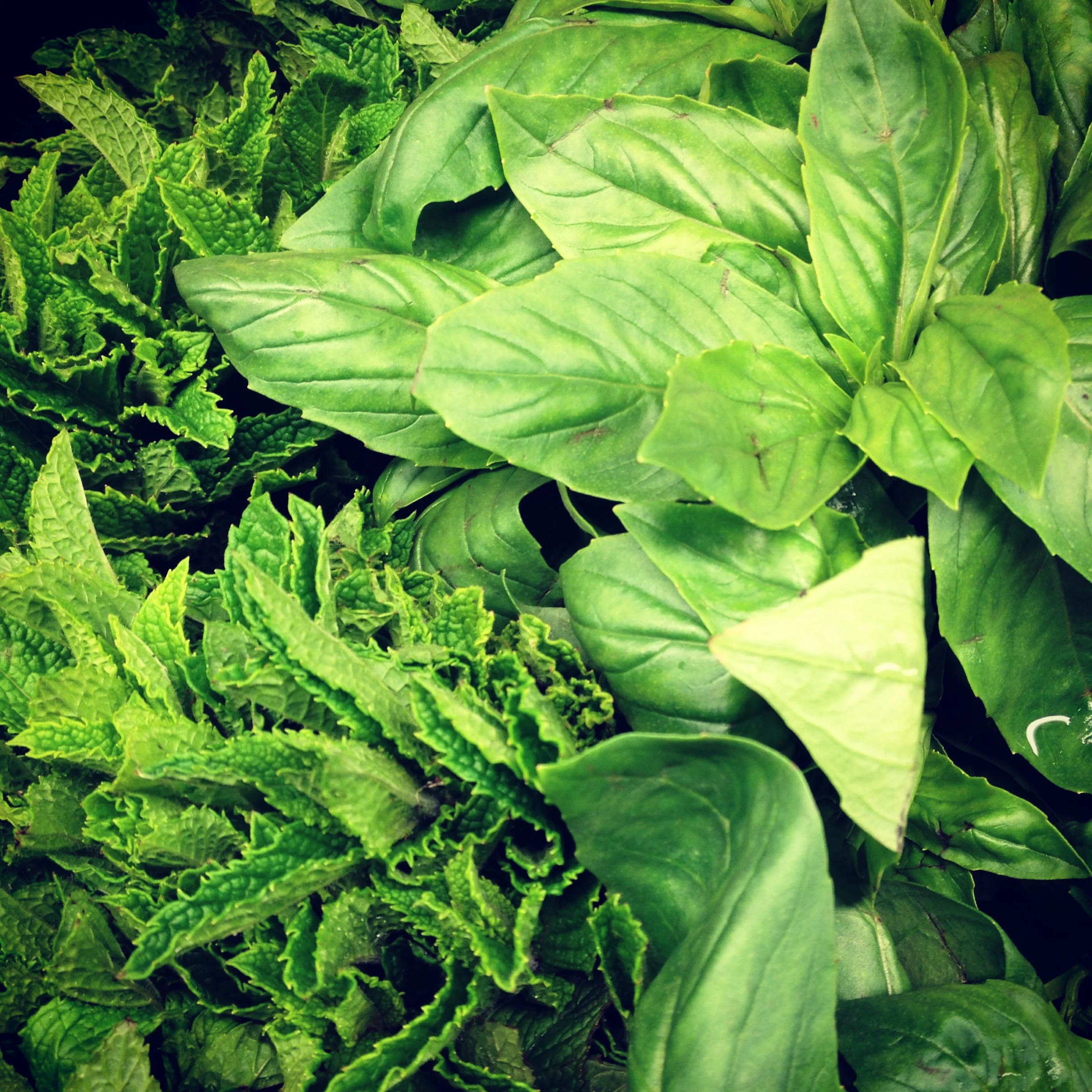 Basil Mint Pesto