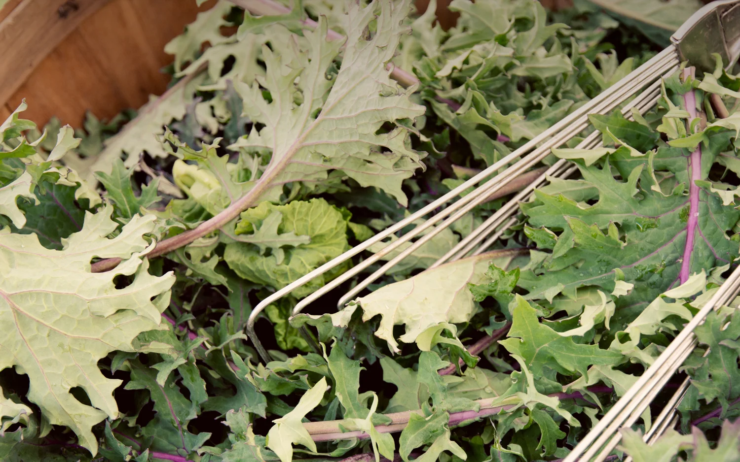 Header.kale.jpg