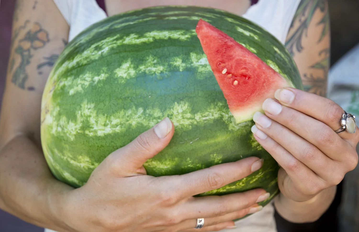 Organic Watermelon on Sale 50c/lb! 