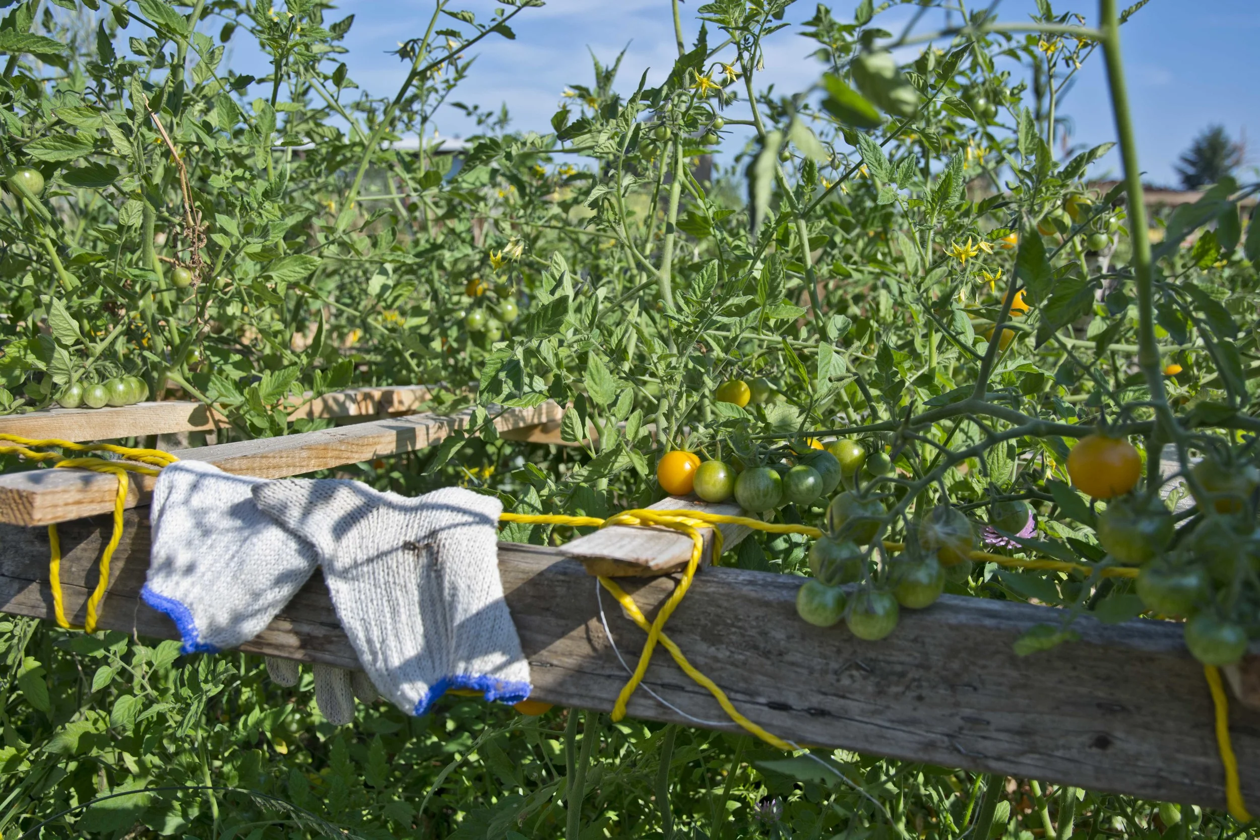 GROW PORTLAND WORK PARTY! 8/15, 9-12PM