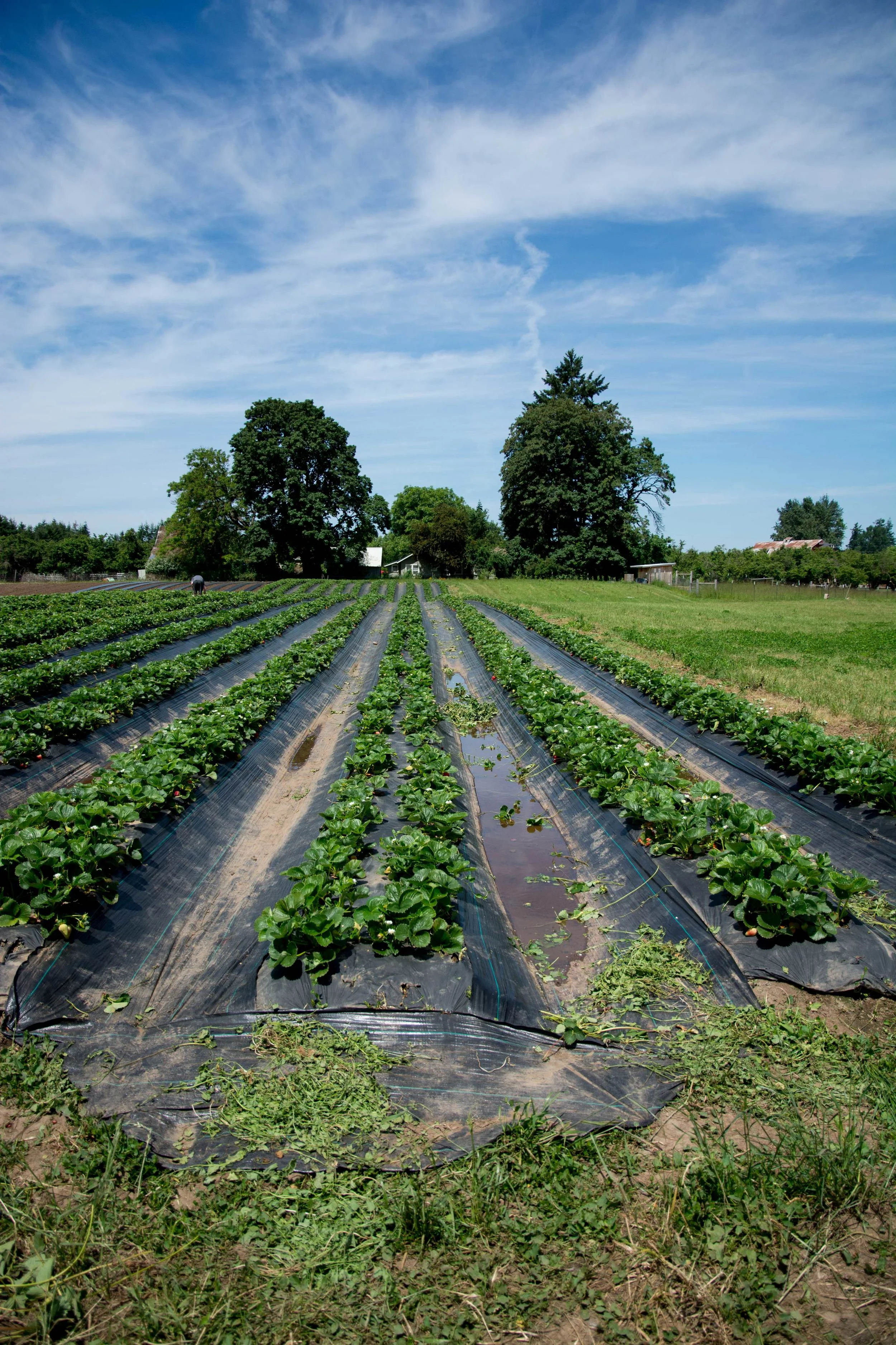 Food Justice and the Civil Rights Movement
