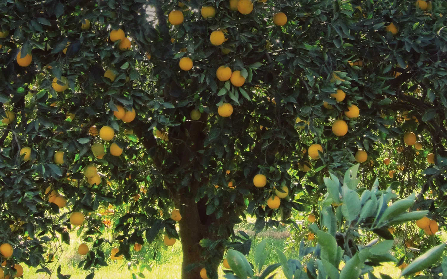 Citrus Tasting with Lisle, from Buck Brand Citrus 1/27