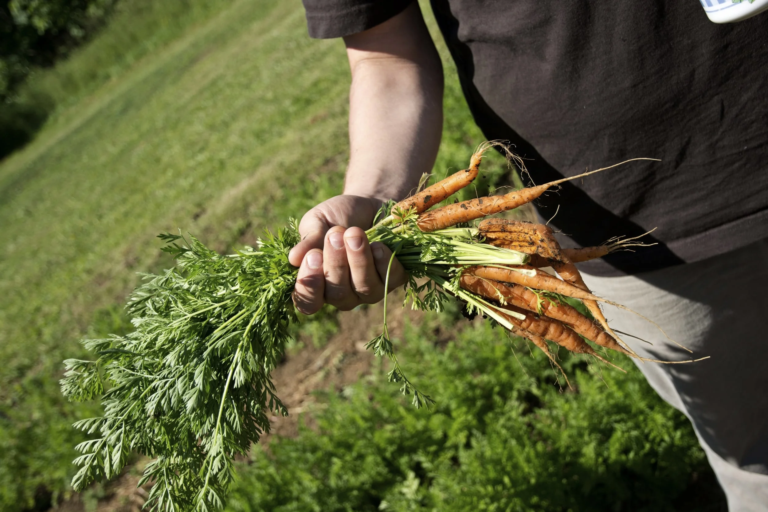 Grow Your Own Produce Series, Tuesdays Monthly
