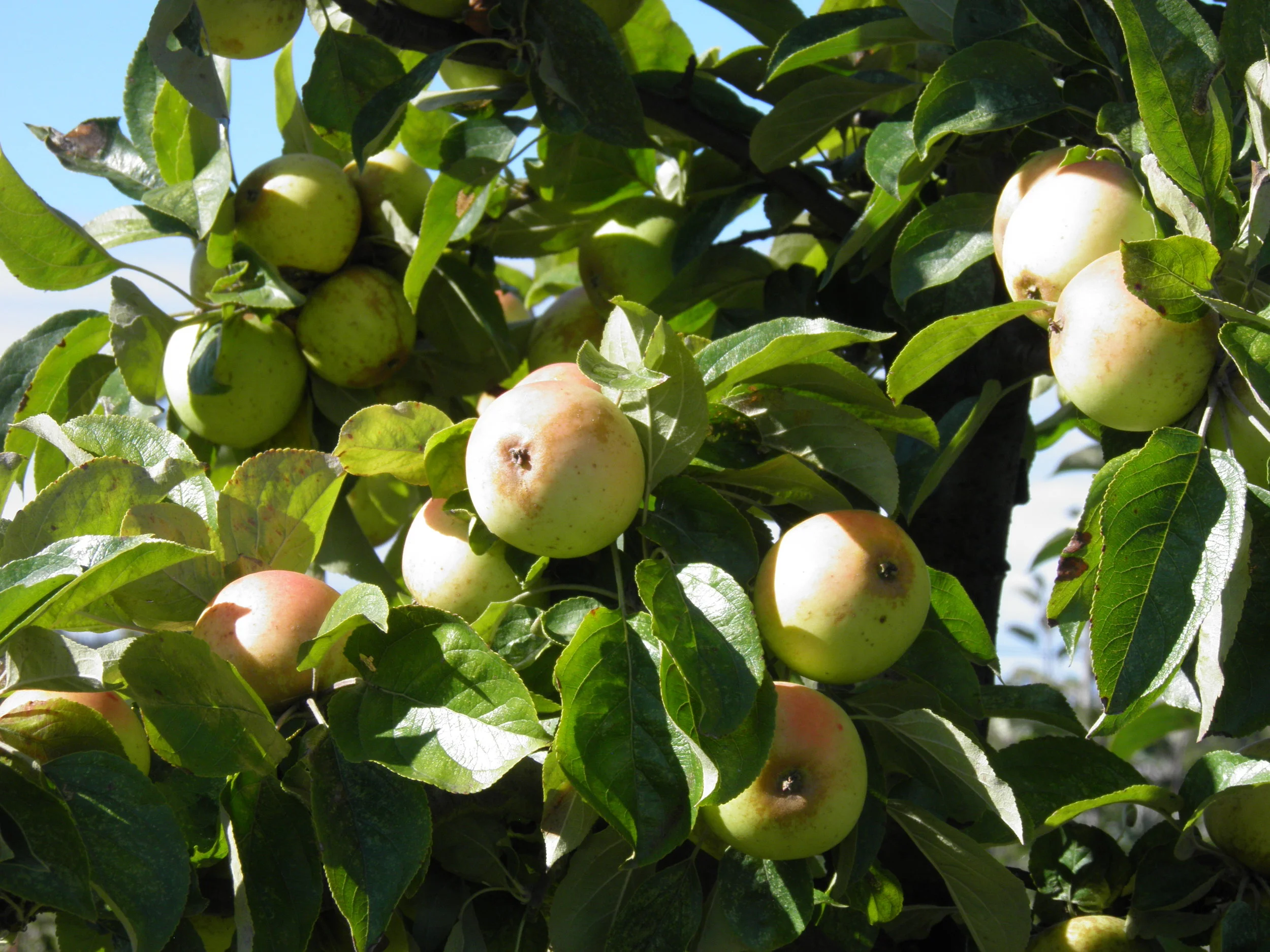 Serving the Land with Cider: Finnriver Farm & Cidery