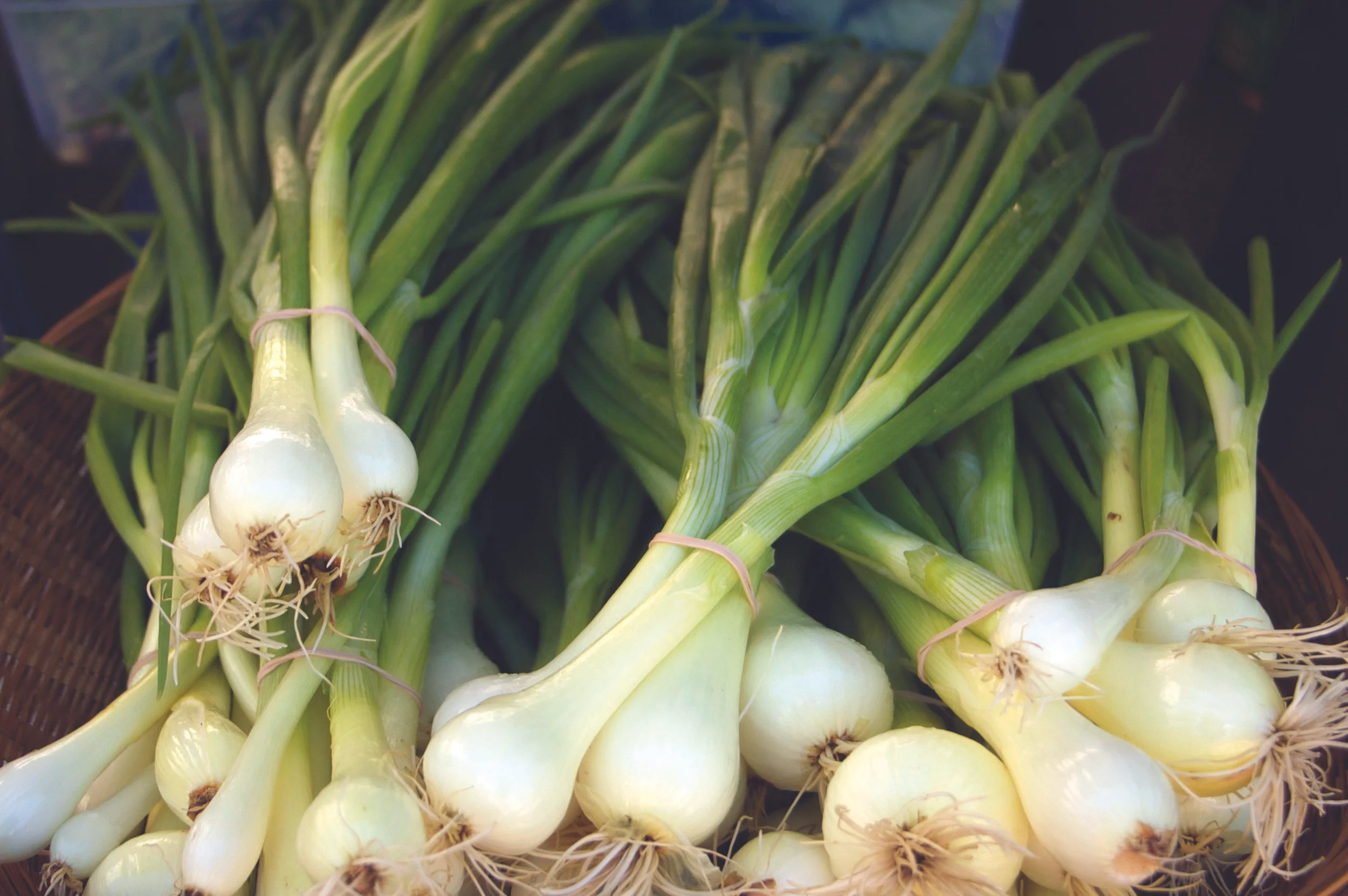 Northwest VEG Master Program