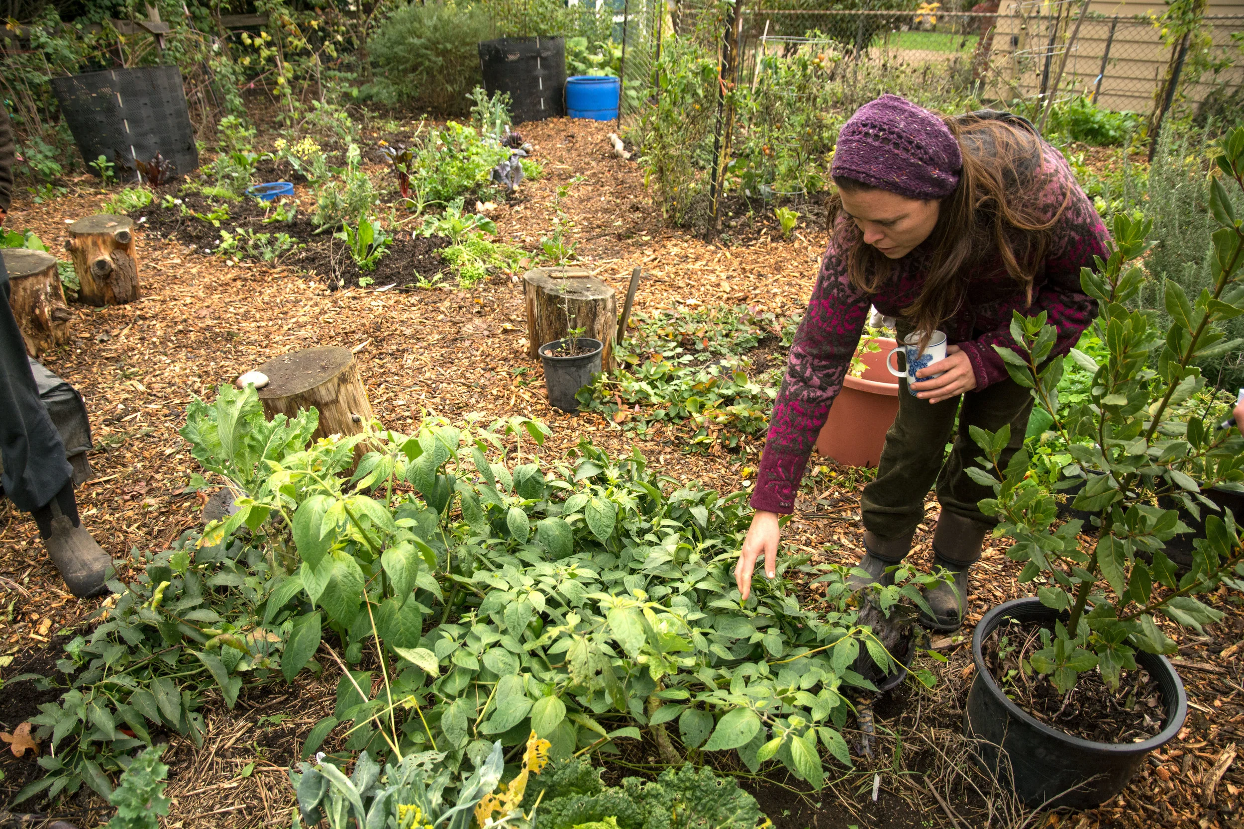 Grow Your Own Produce: Maintenance & Harvest