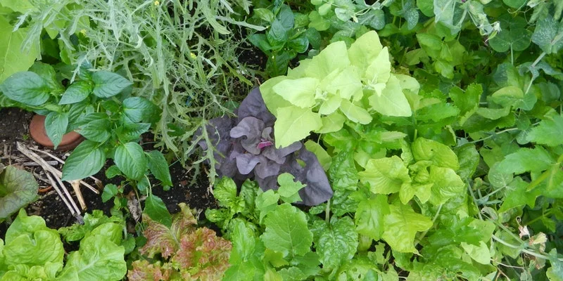 Grow Your Own Produce Series: Warm Season Crops, Edible Flowers, & Attracting Pollinators
