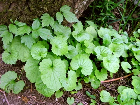 Printmaking + Cooking with Edible Invasive Plants!