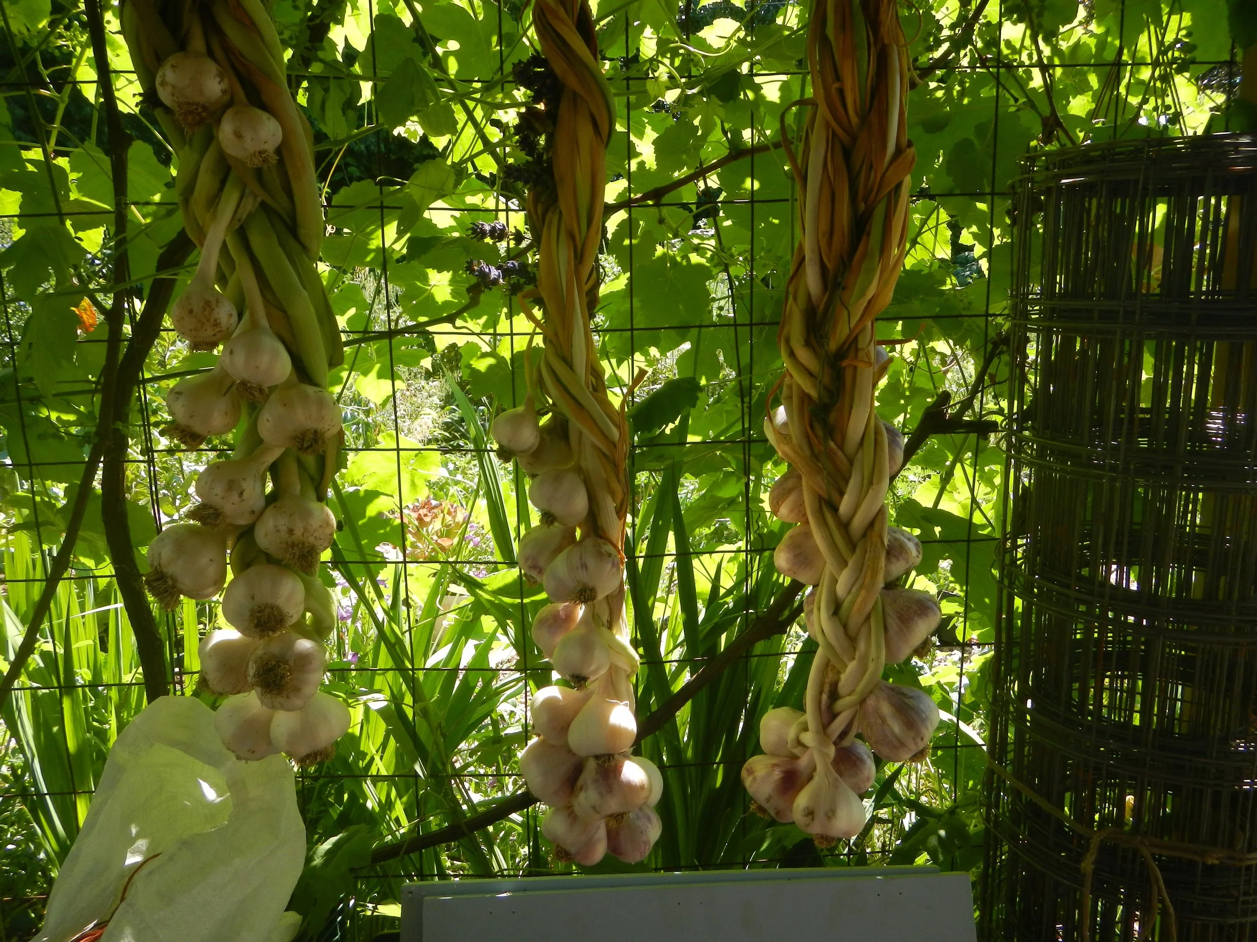 Grow Your Own Produce: Garlic, Cover Crops, & Compost
