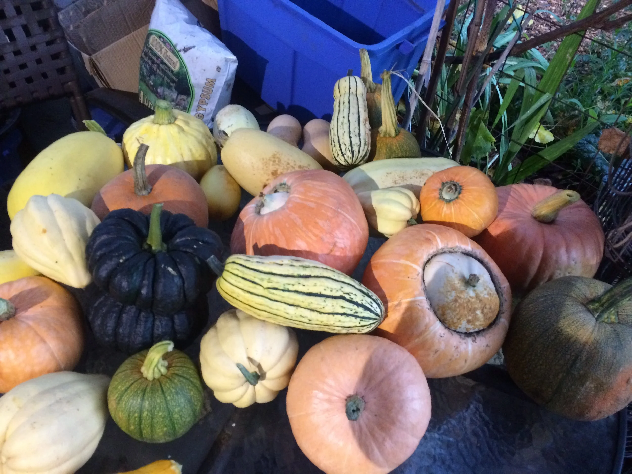 Grow Your Own Produce Series: Nourishing Soups, Wildlife in the Garden, & Planning for the Coming Year