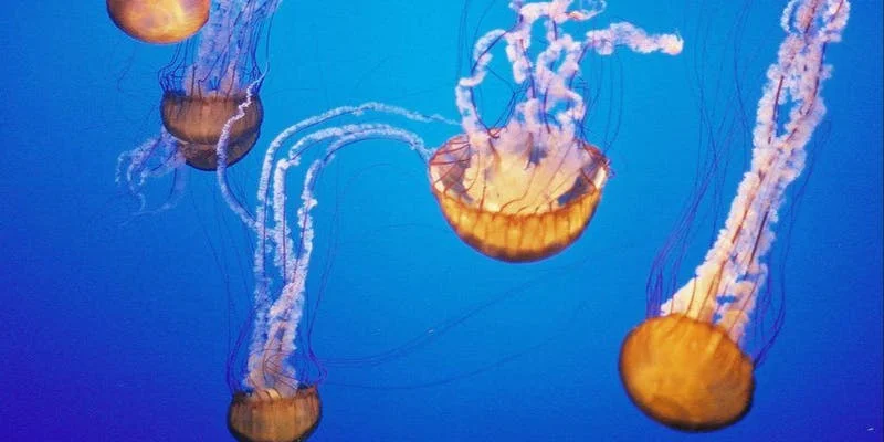 Back to the Sea: A Guided Exploration of Aquatic Movement