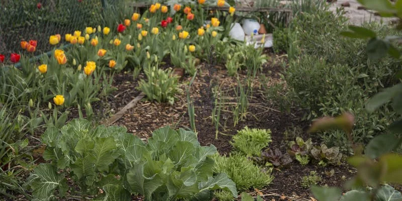 Grow Your Own Produce Series: Planning, Design &amp; Framework