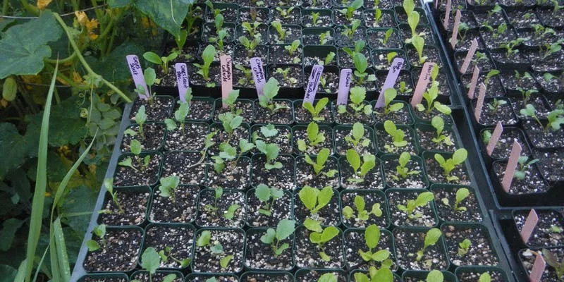 Indoor Seedstarting, Early Season Plantings, &amp; Perennial Vegetables