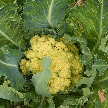 Grow Your Own Produce Series: Cole Crops, Greens, & Soil Building