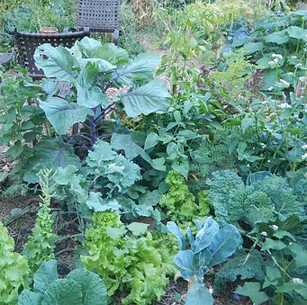 Grow Your Own Produce Series: Warm Season Crops, Edible Flowers, &amp; Attracting Pollinators