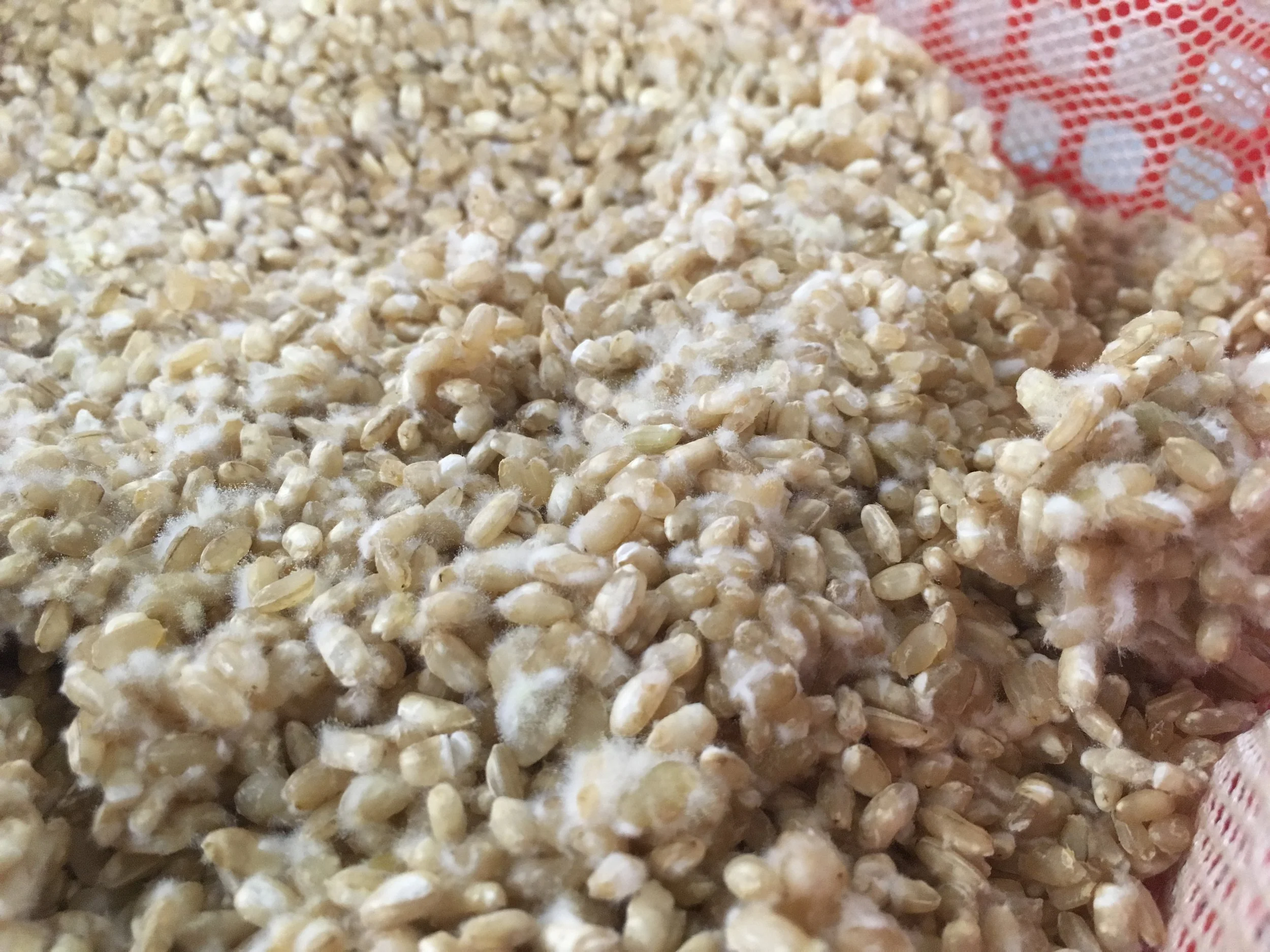 Hands-On Miso & Koji Making Workshop with Obon