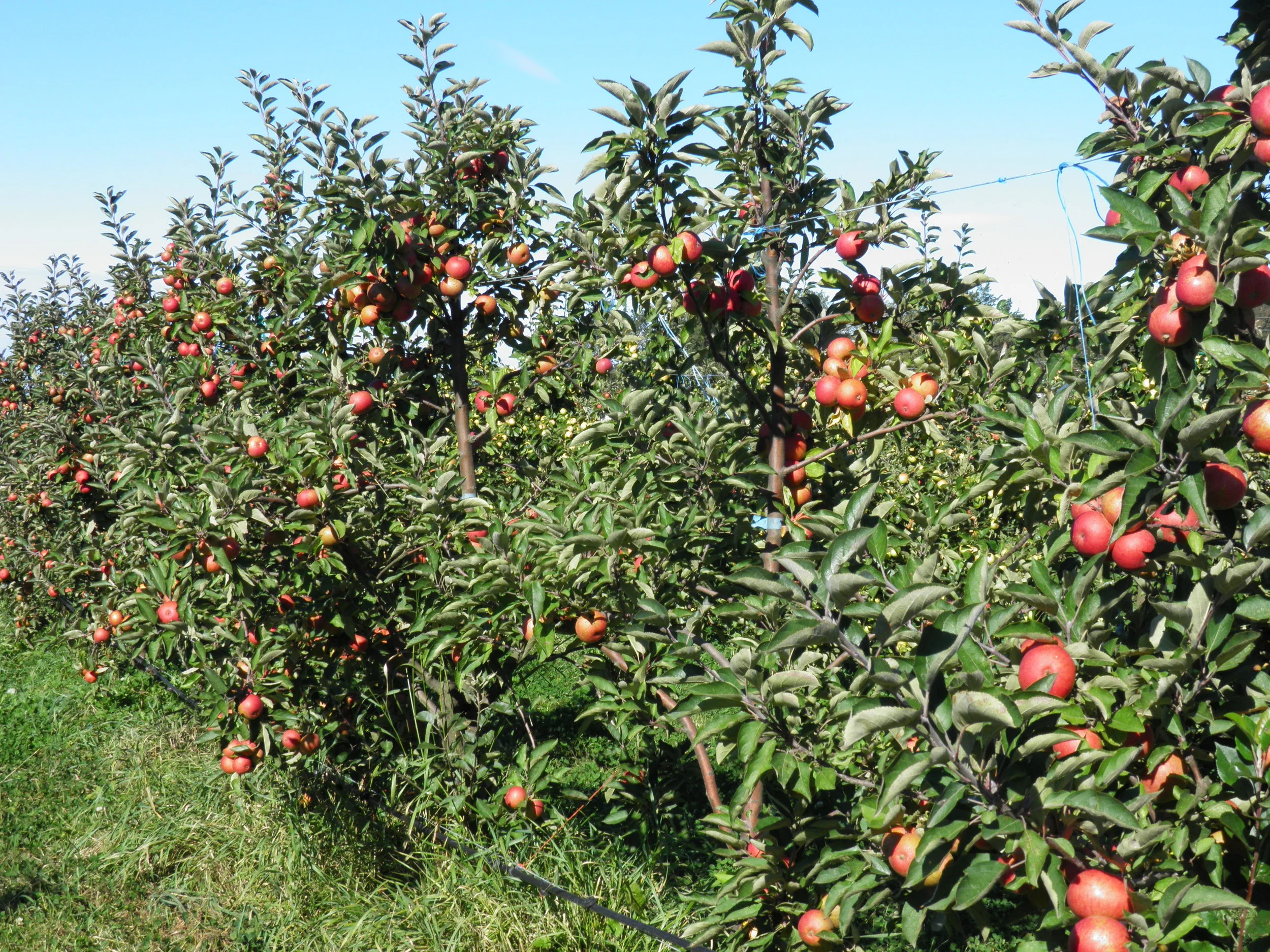 Botanical Cider Tasting with Finnriver &amp; Wildcraft Cider