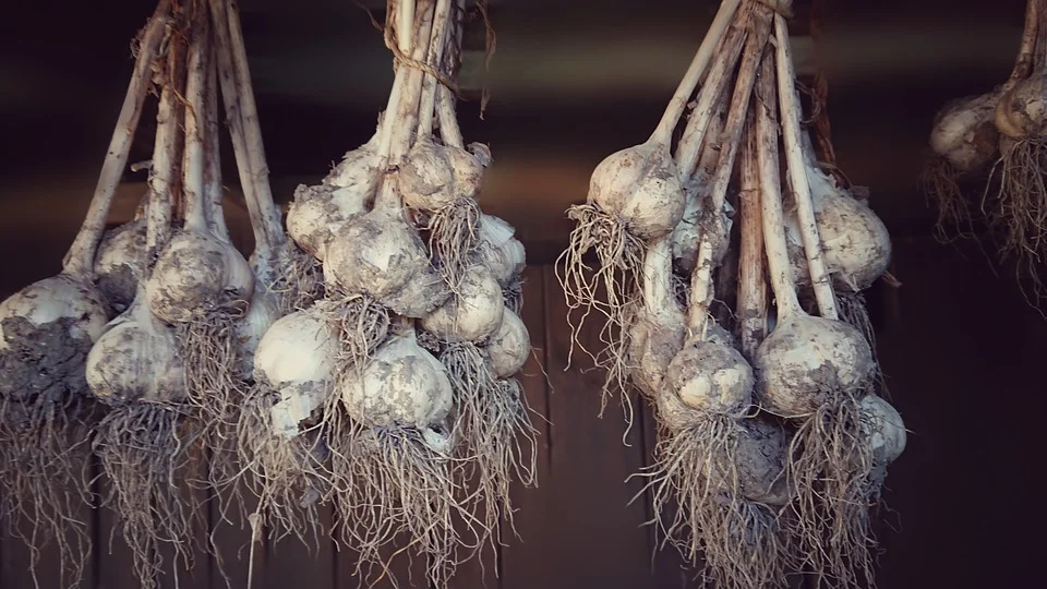 Grow Your Own Produce Series: Garlic, Cover Crops, and Compost