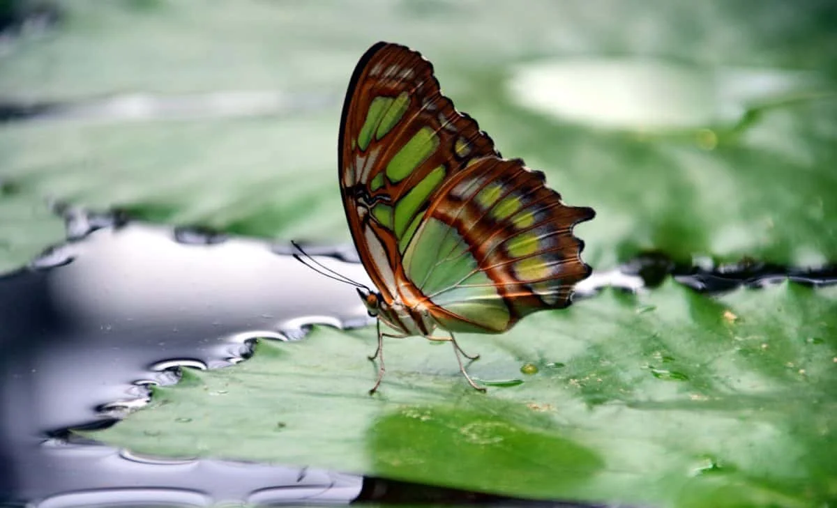 From Grief to Growth: Unlocking Creativity & Transformation (Workshop for BIPOC only)