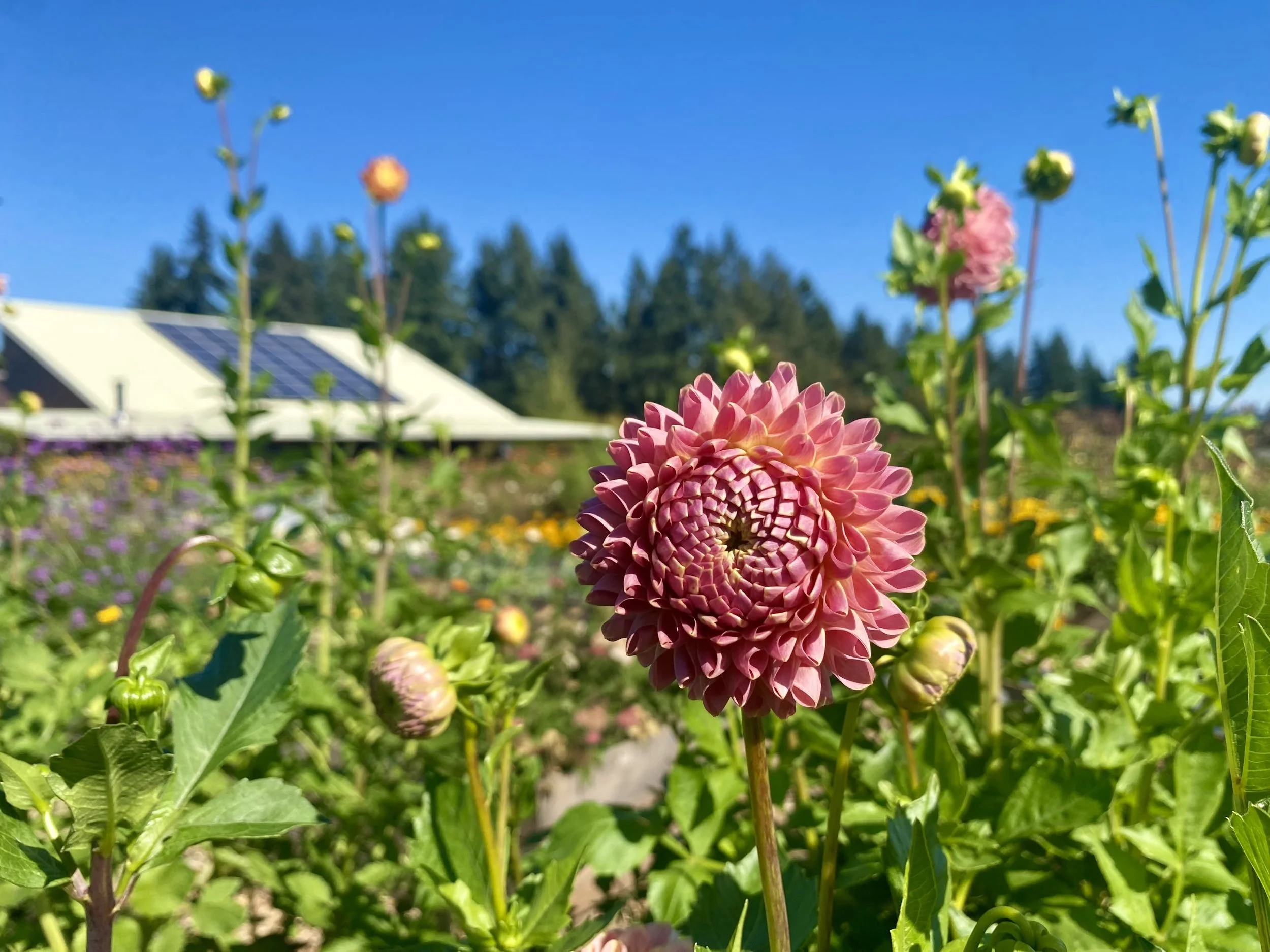 Welcome Spring at People's Farmers' Market