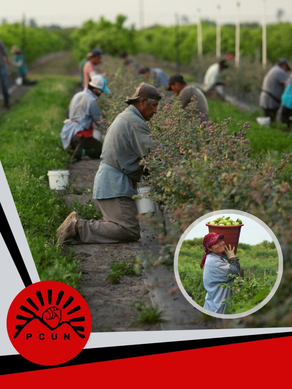 In honor of May Day we&rsquo;re raising money for PCUN, Oregon&rsquo;s Latinx Farmworker Union, now through Wednesday May 6th!

Pineros Y Campesinos Unidos del Noroeste (PCUN) organizes and empowers Oregon&rsquo;s farmworkers and Latinx families to b