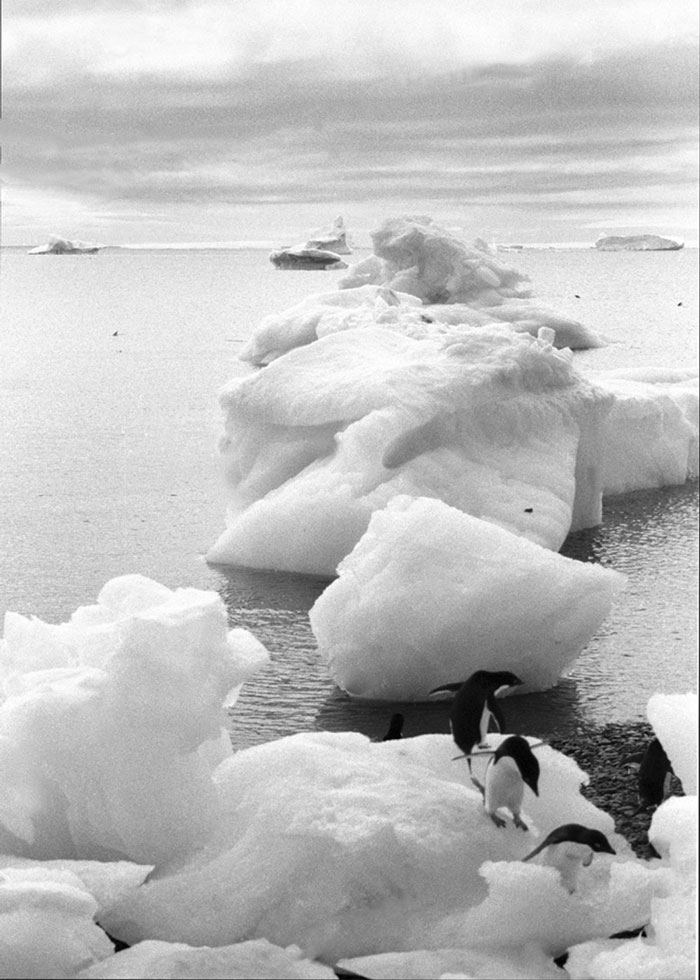 Penguin Perspective, Antarctica