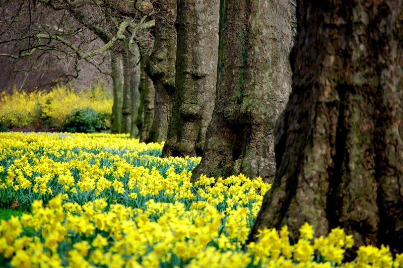 Buck Flowers (F).jpg