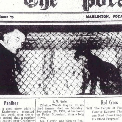 panther_newspaper.jpeg