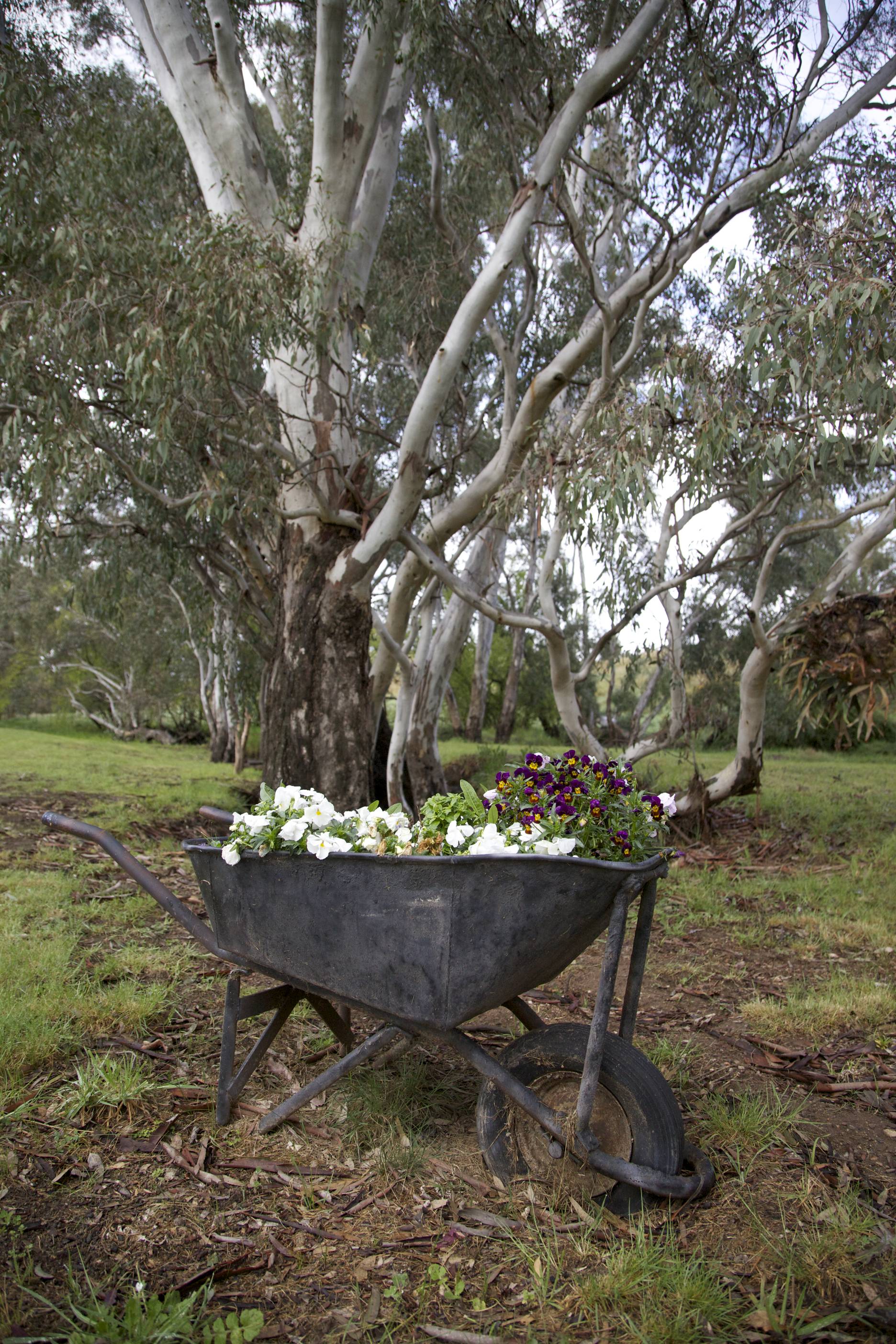 Gum trees by the creek