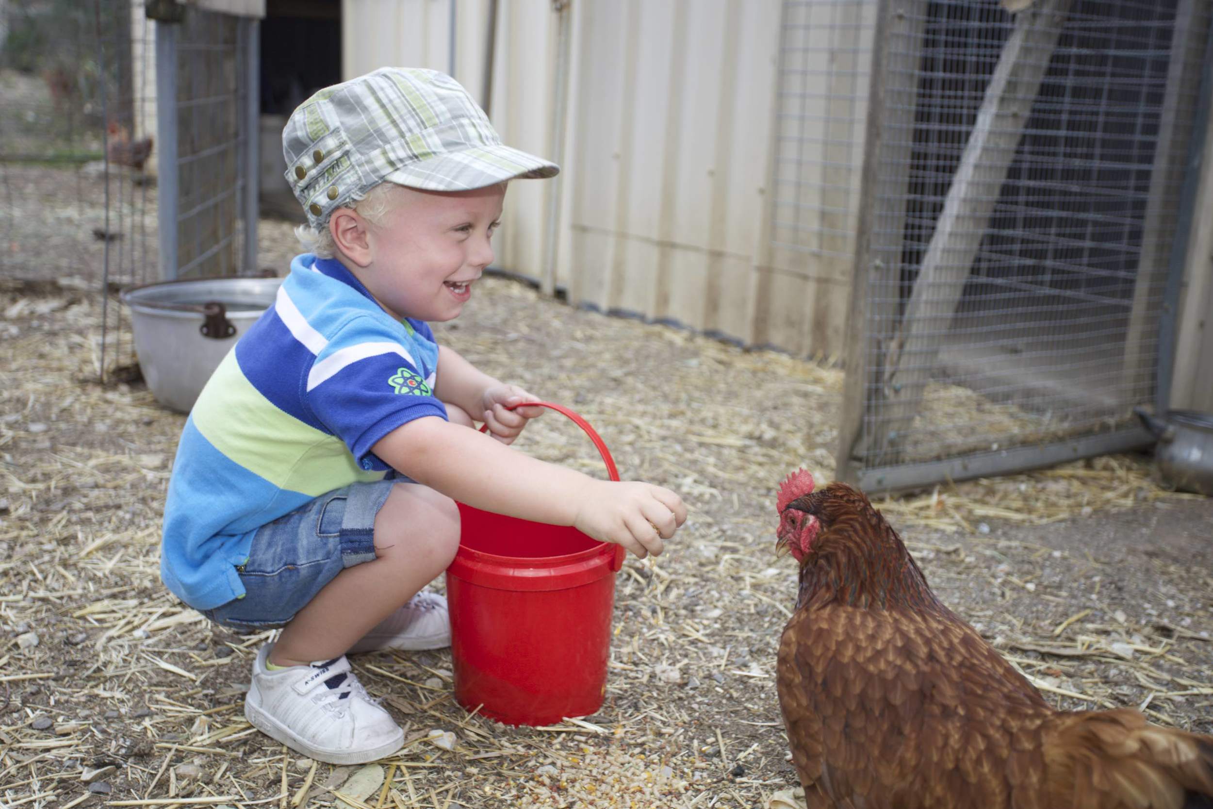 Feeding the chickens and collecting eggs