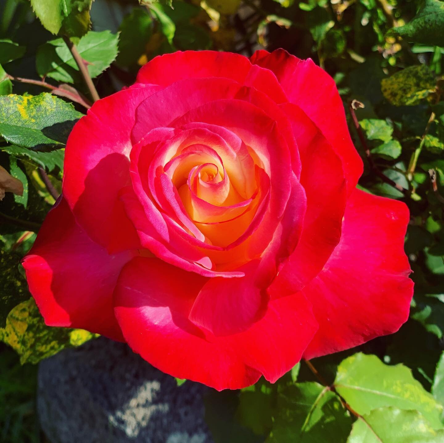 🌺🌸🌼🌺🌸🌼🌺🌸🌼⁣
Everything is blooming! ⁣
⁣
There is so much to learn from the flowers. During this challenge how can you bloom where you&rsquo;re planted? ⁣
⁣
⁣
⁣
#energyhealing #flowersofinstagram #neighborhoodwalk #perspective #rosemedicine #c