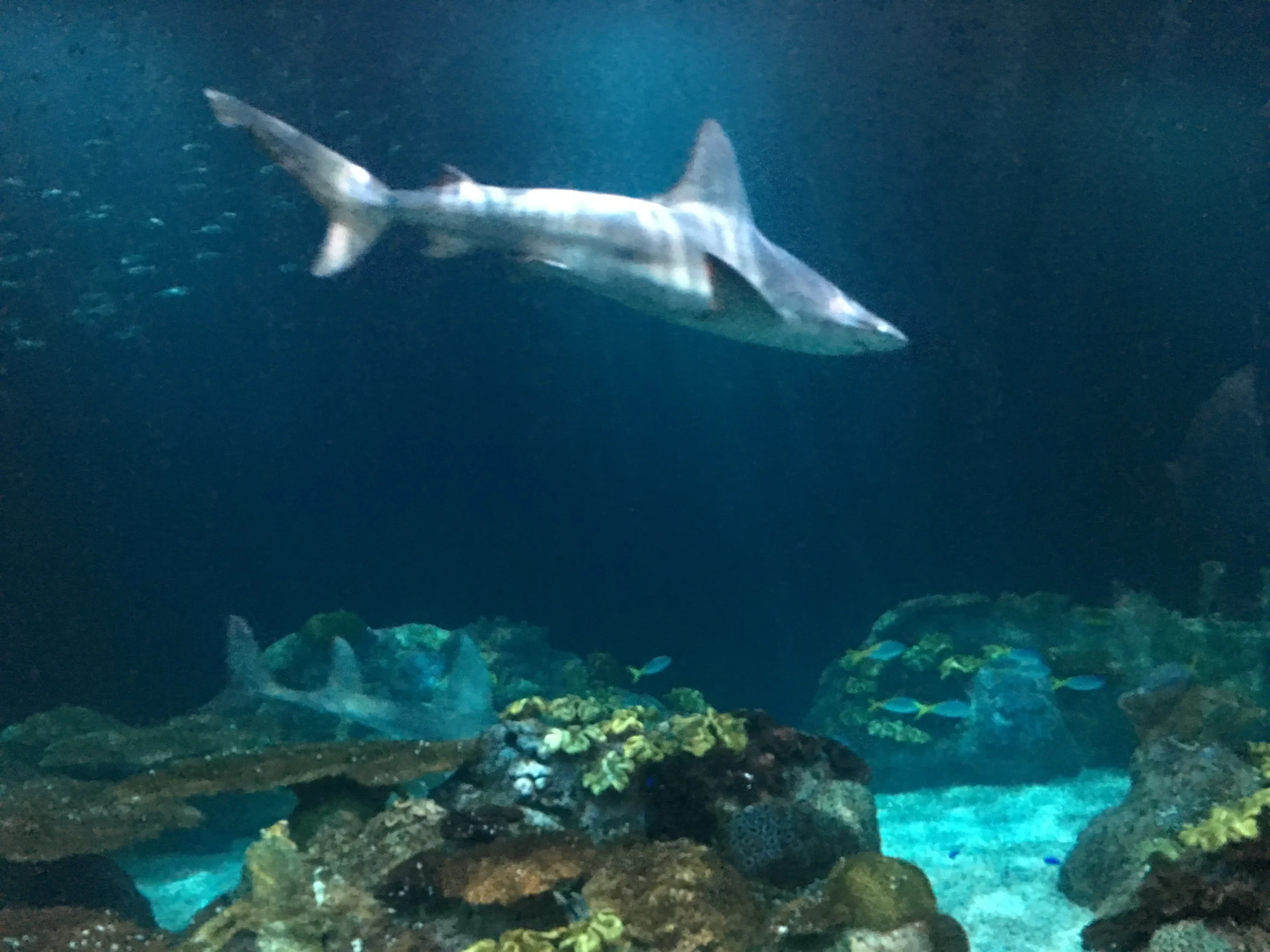 shark-day1.jpg
