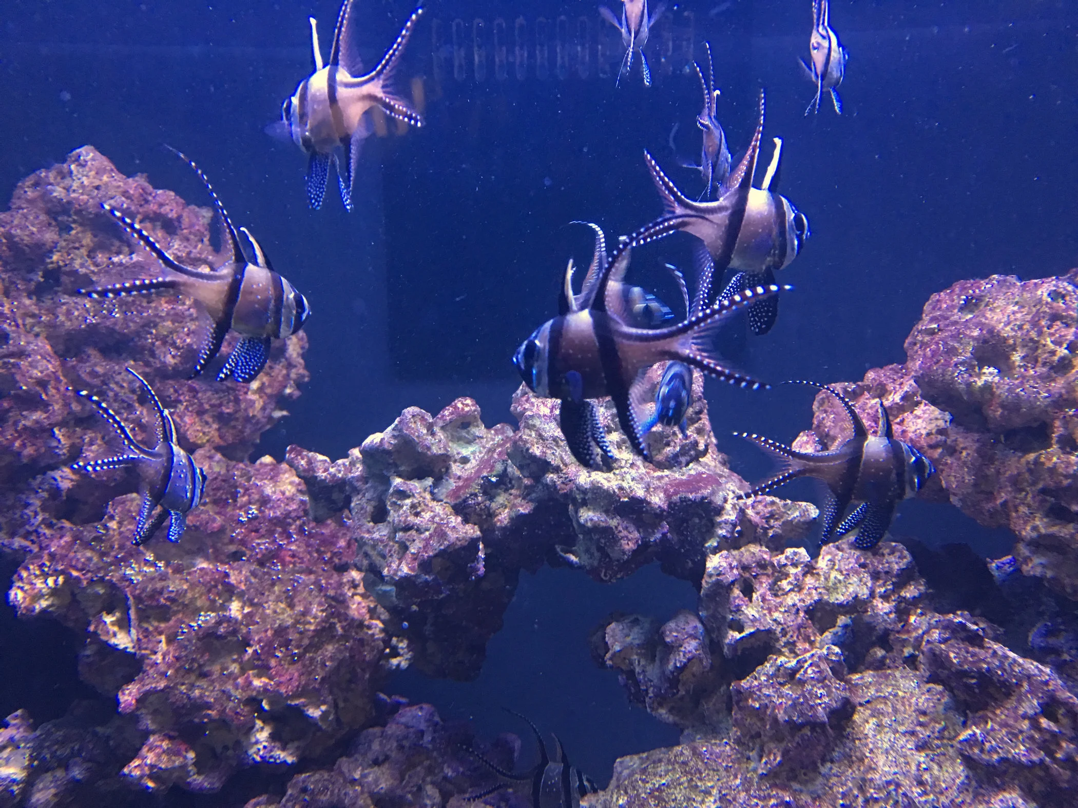 funny-fish1.jpg