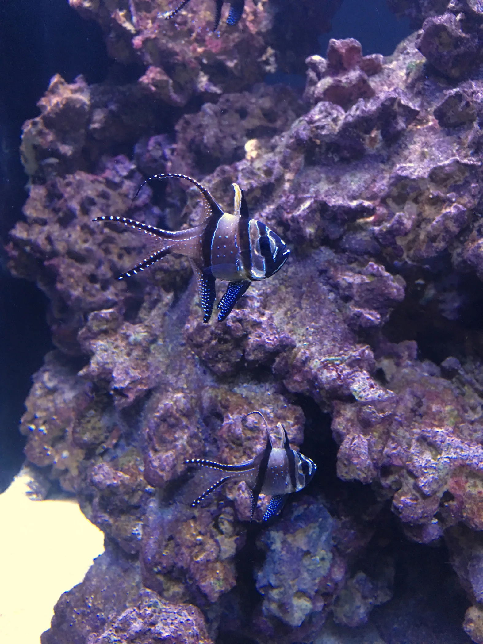 funny-fish2.jpg