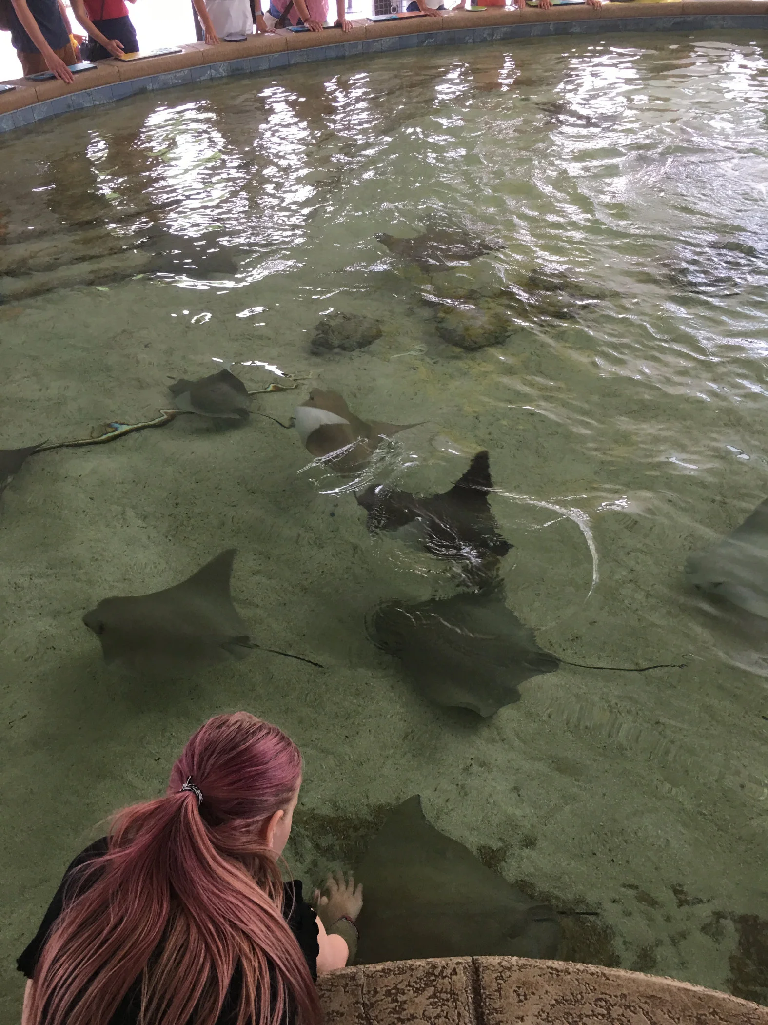 cownose ray.jpg