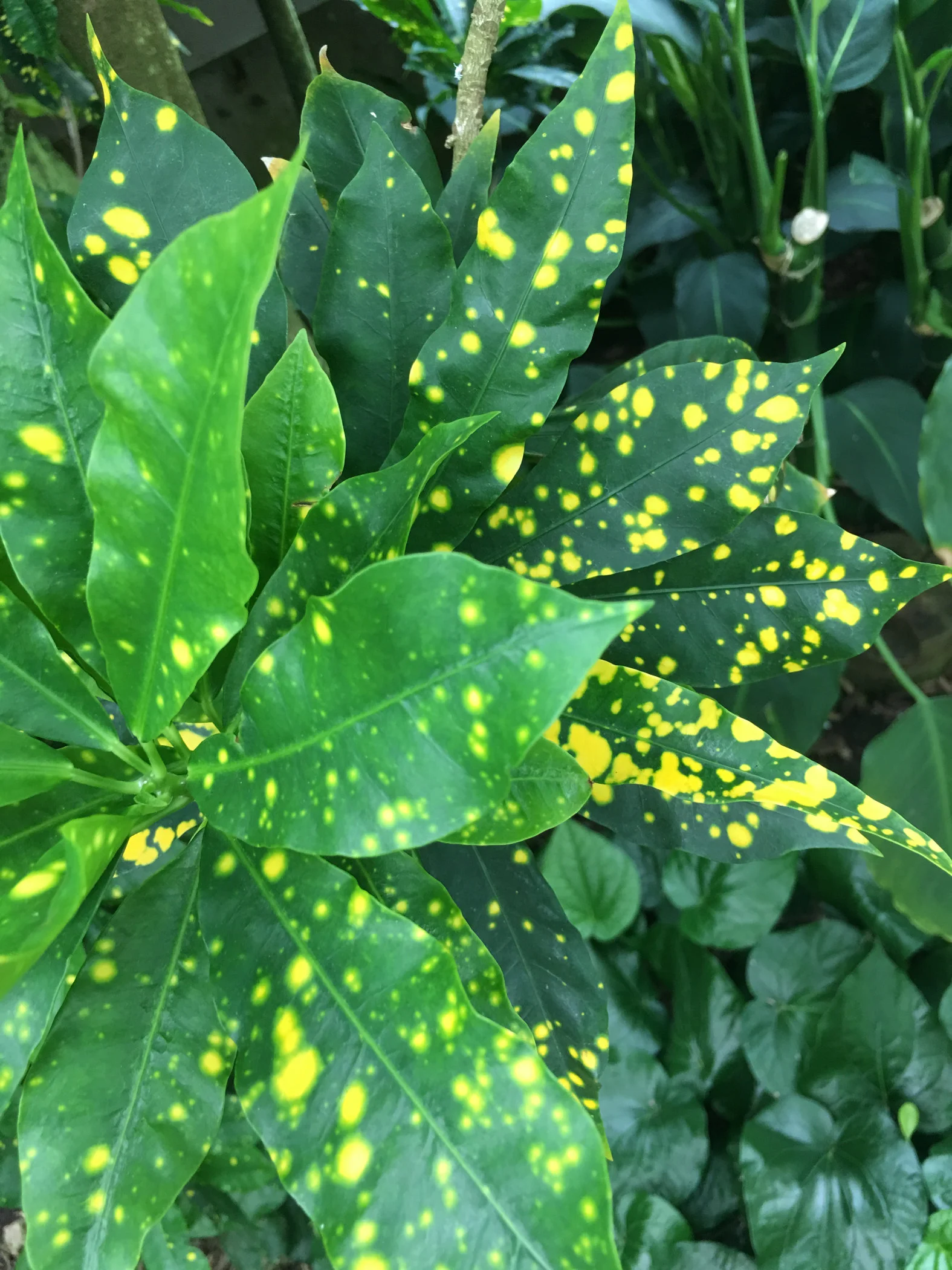 spotted plant.jpg