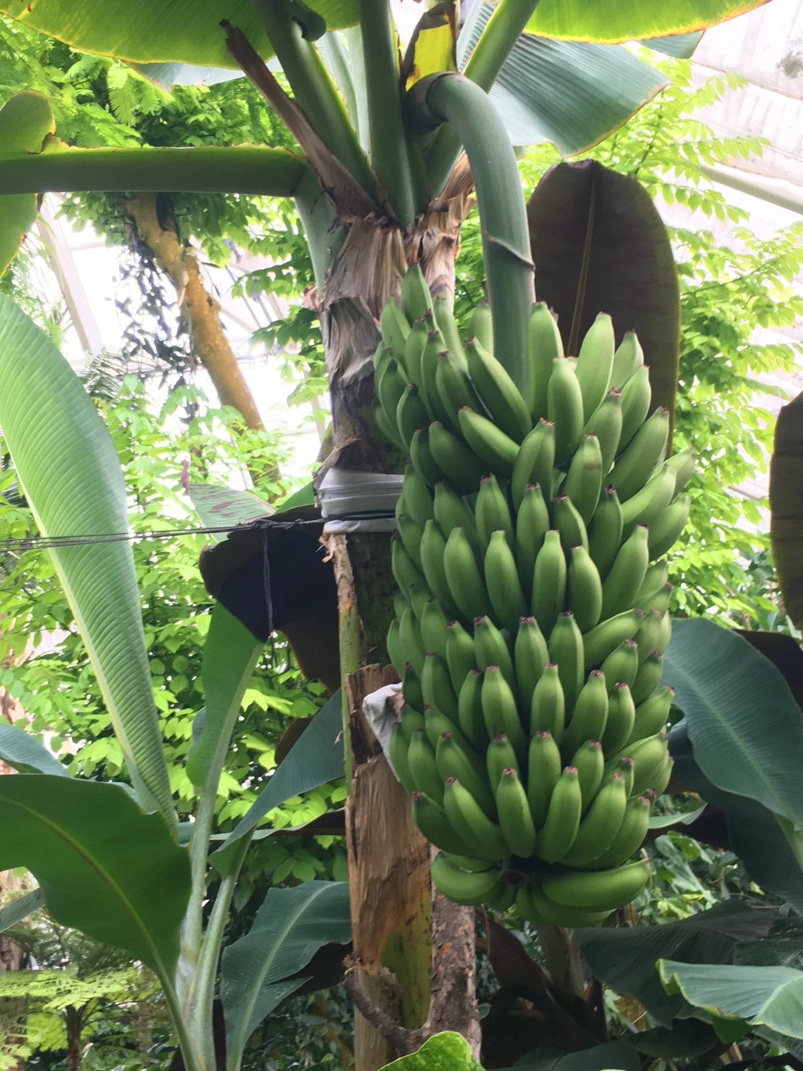 bananas.jpg