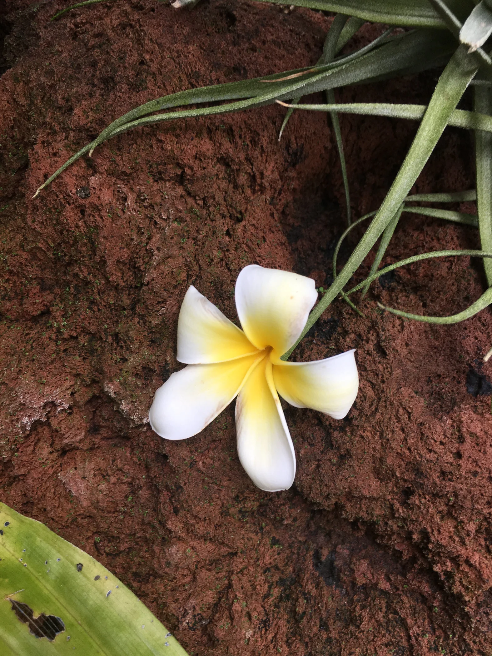 Frangipani blossom.jpg