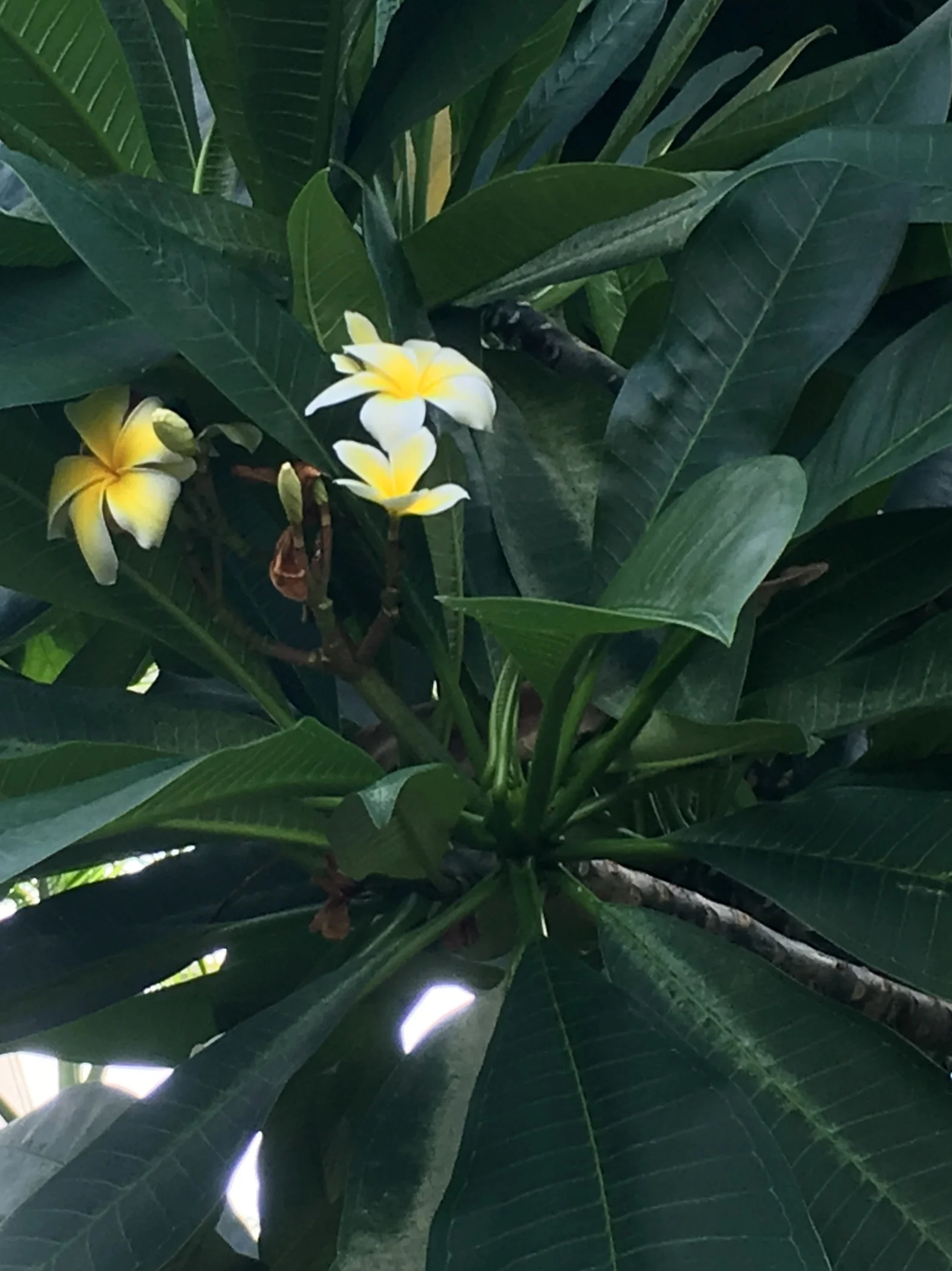 frangipani tree.jpg