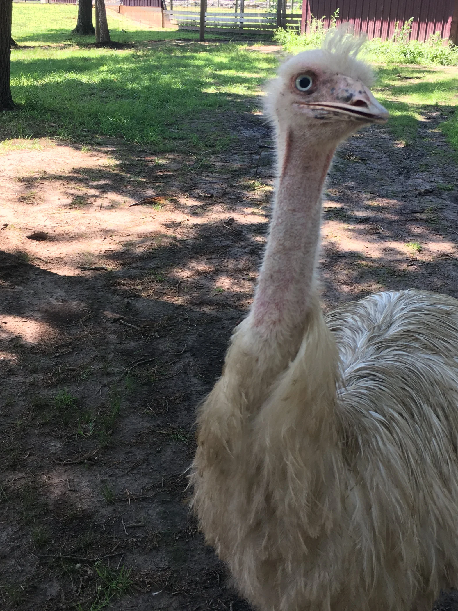 white emu.jpg