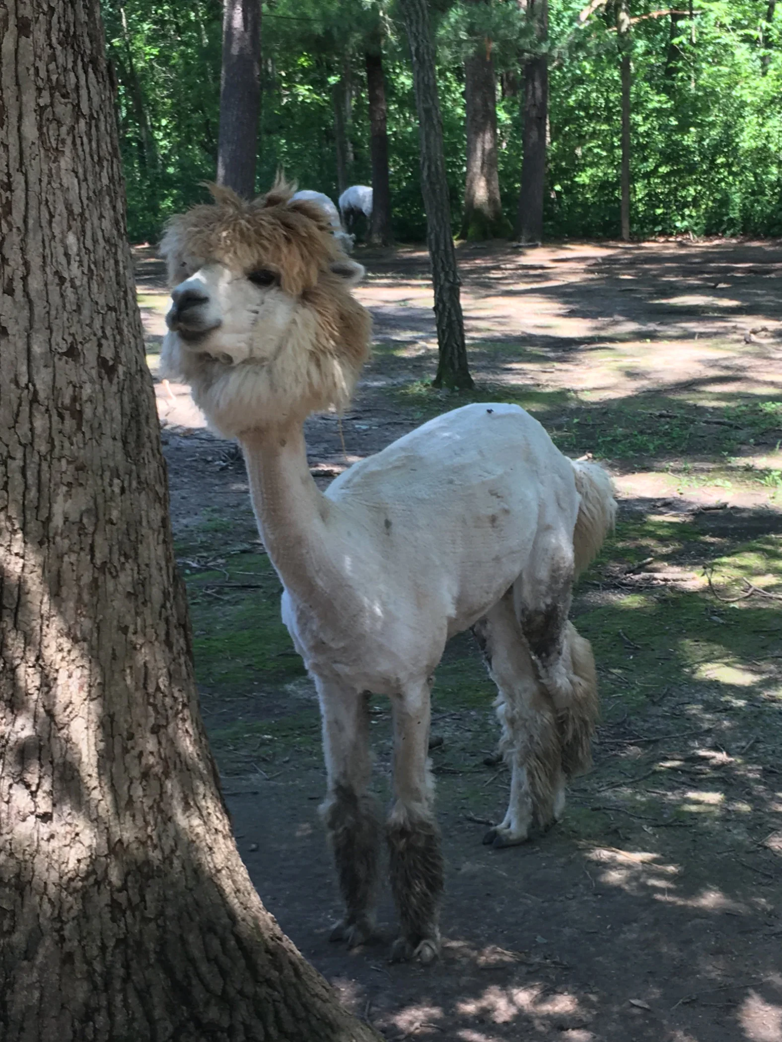 alpaca.jpg