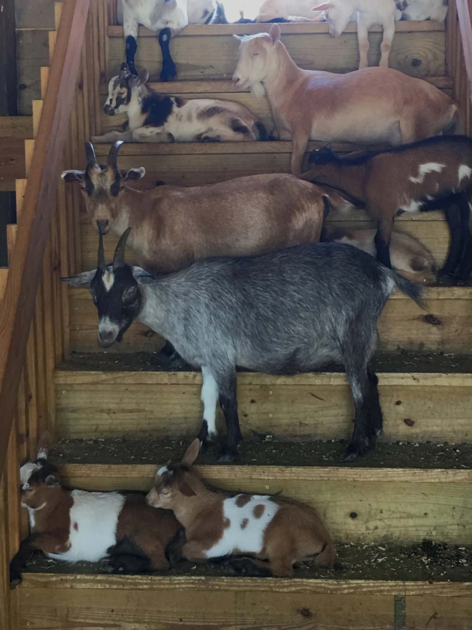 pygmy goats.jpg
