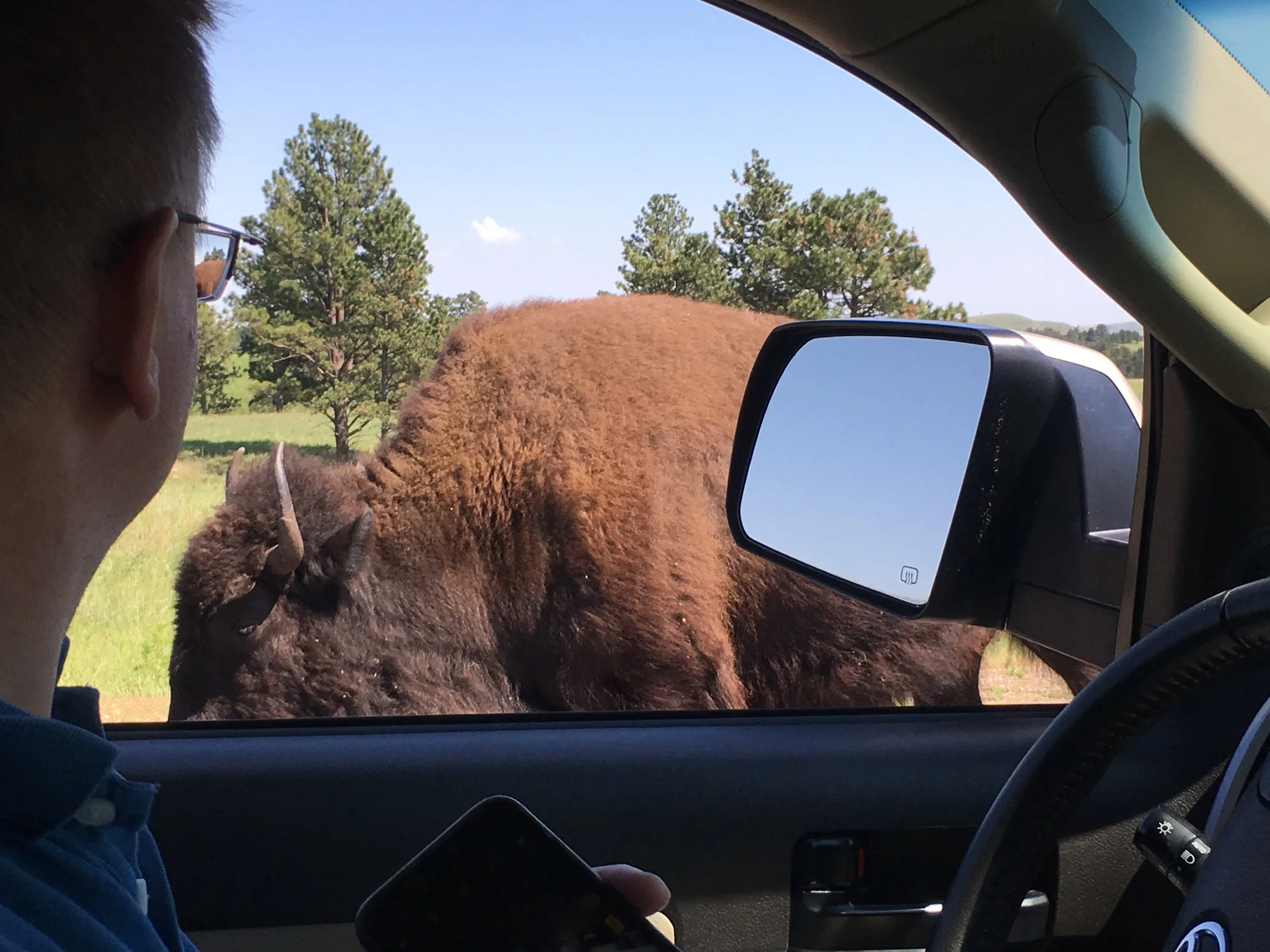 bison-at-car.jpg