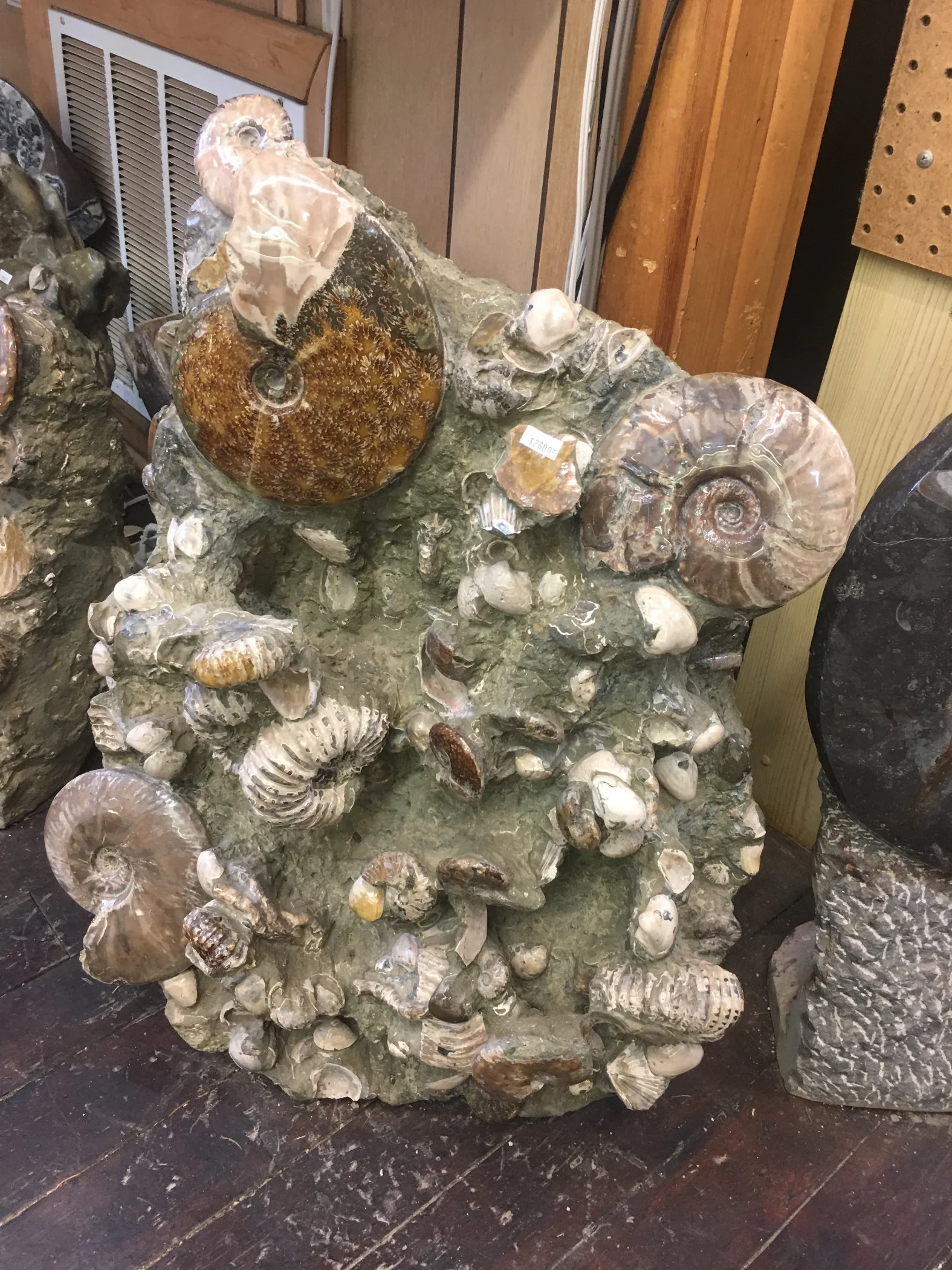 fossils.jpg
