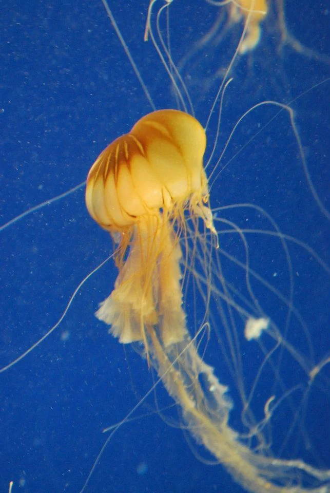 olgaquarium2.jpg