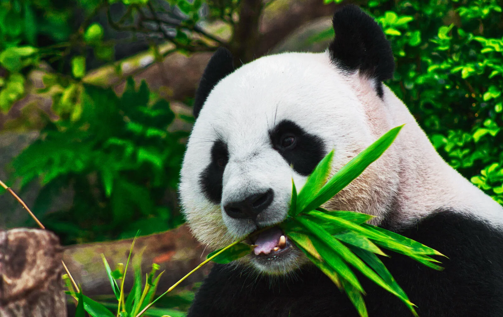 More Than Pandas: Data, Discussion, and Tier 2+ Cities!