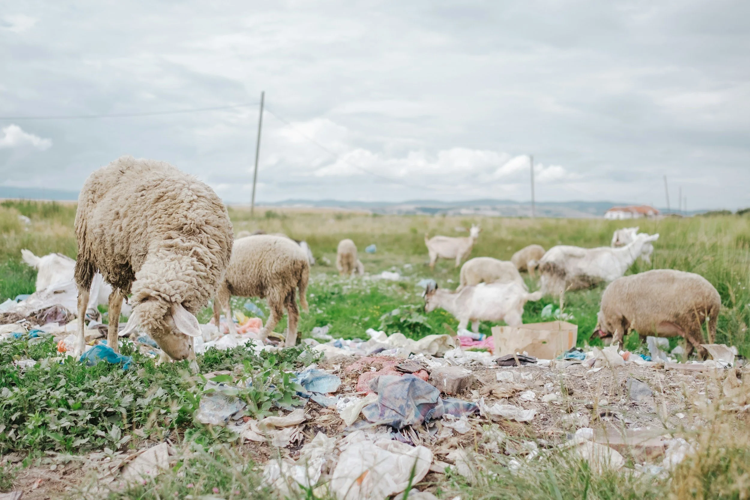 La direttiva 825/2024 sul Greenwashing