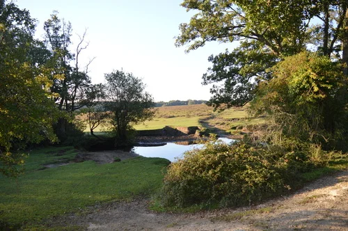 The New Forest National Park